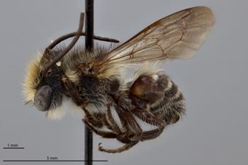 Media type: image;   Entomology 788854 Aspect: habitus lateral view